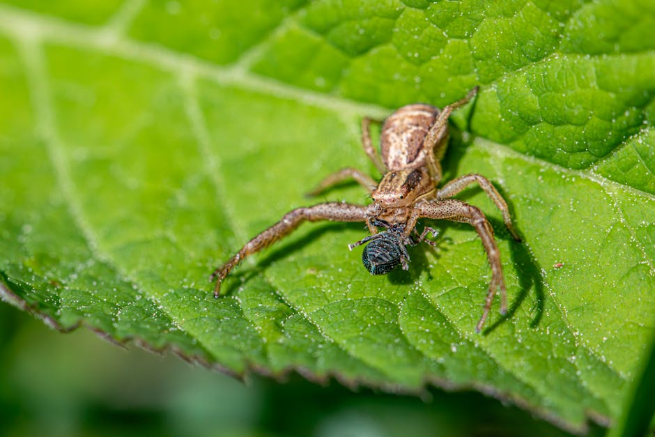 Spider-Noir will be “70% Bogart and 30% Bugs Bunny” according to the series producers – Softonic: What You Need To Know